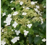 Hydrangea anomala var. petiolaris 2 ltr