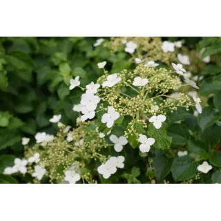 Hydrangea anomala var. petiolaris 2 ltr