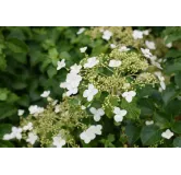 Hydrangea anomala var. petiolaris 2 ltr