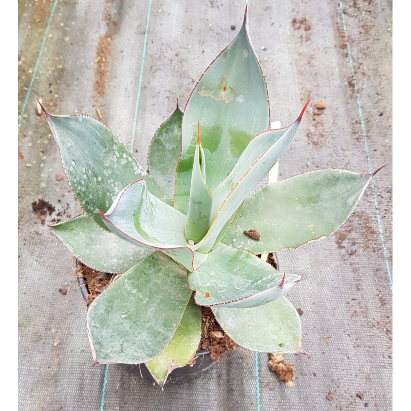 Agave celsii 'Nova'