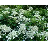 Hydrangea anomala var. petiolaris 2 ltr