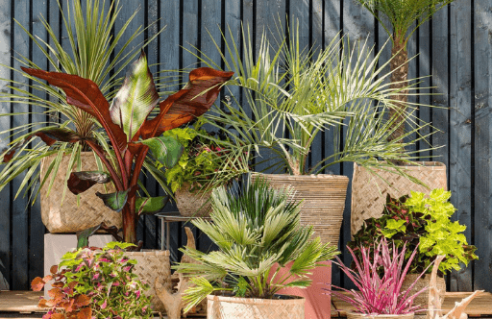 Plantes d'extérieur - Vente en ligne à petit prix - TropicaFlore