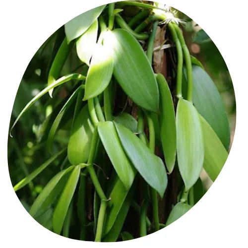 image vanille 3 vanille2260-vanilla-planifolia-html.png