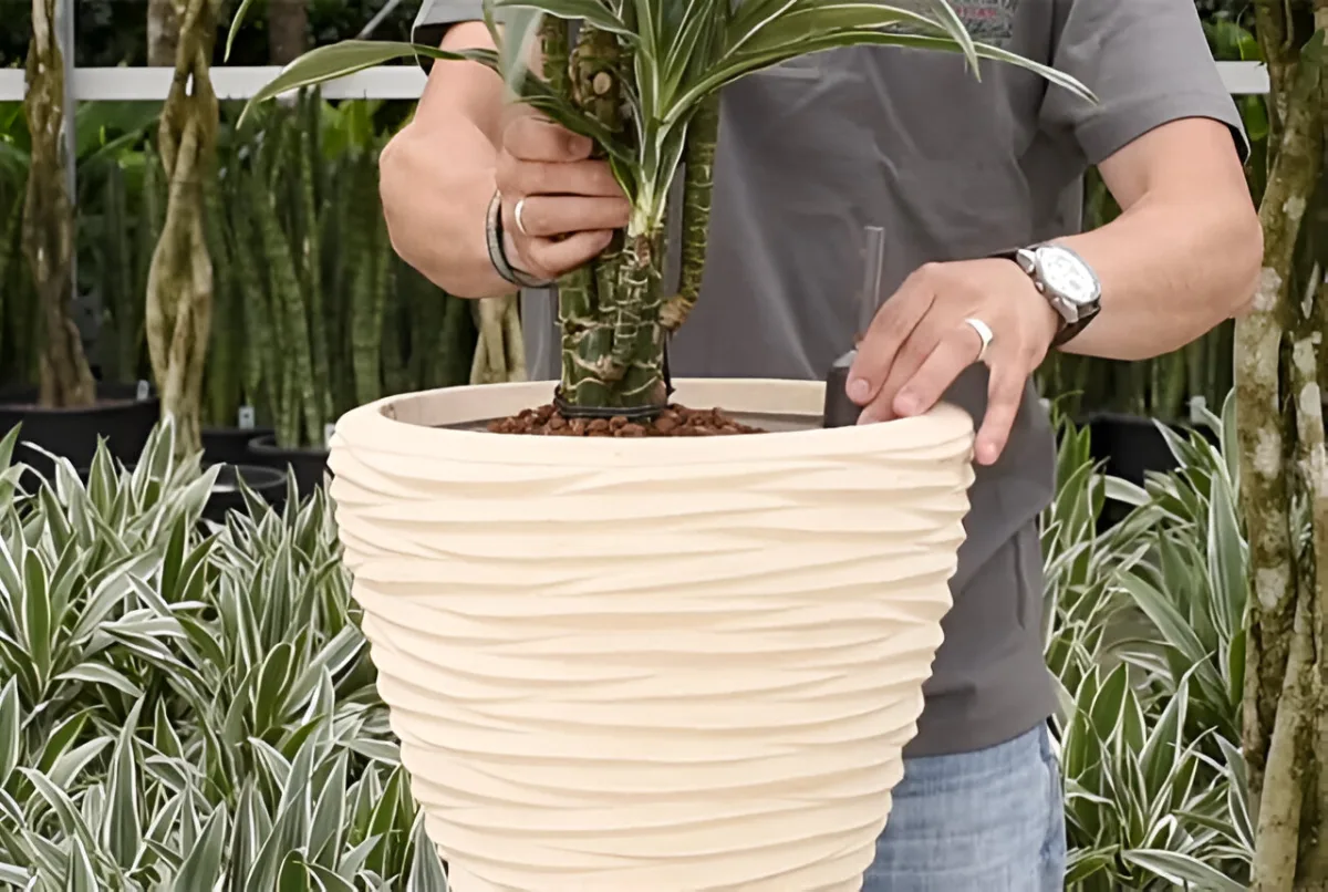 Placez le feutre et la plante hydroponie-4.jpeg