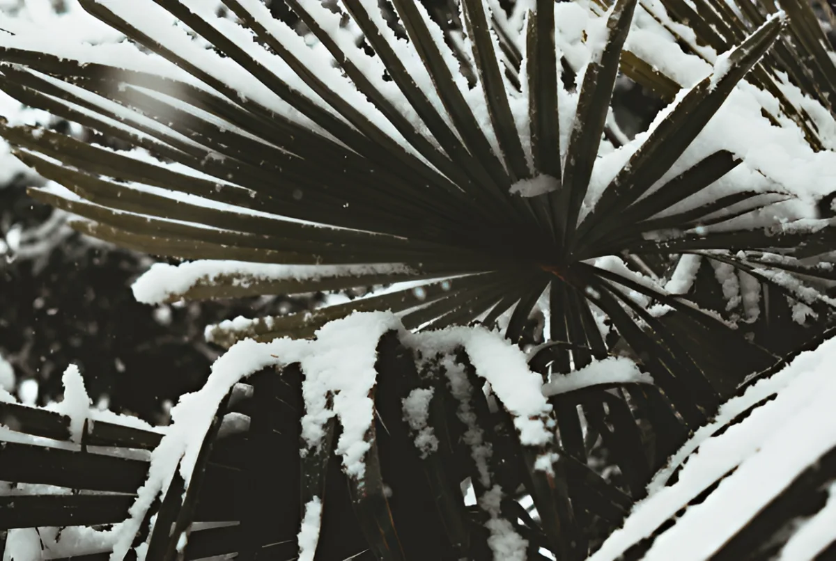 Protéger vos palmiers en hiver protege-palmiers.png