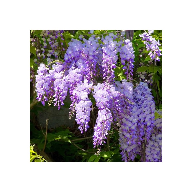 Wisteria sinensis Caroline - 2 ltr pot