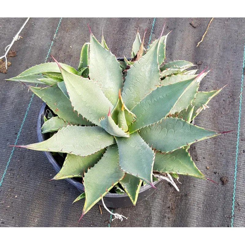 Agave vivipara / Conteneur de 2 à 2.9 litres