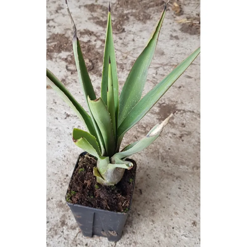 Agave angustifolia / Godet Anti-Chignon