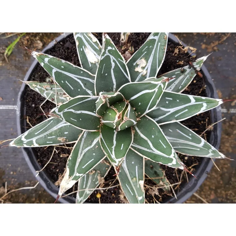 Agave victoriae-reginae 'Bustamante' / Agave de la reine Victoria à feuilles étroites / Conteneur de 2 à 2.9 litres