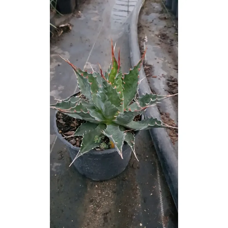 Agave montana / Agave des montagnes / Conteneur de 2 à 2.9 litres