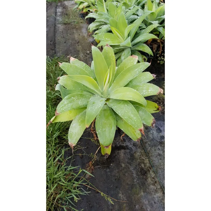 Agave attenuata / Agave à cou de cygne / Conteneur de 2 à 2.9 litres