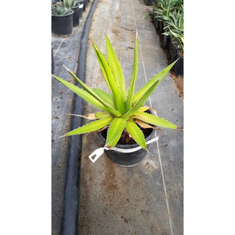 Agave kerchovei 'Huajuapan red' / Conteneur de 2 à 2.9 litres