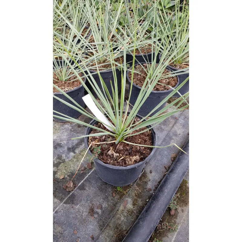 Yucca thompsoniana / Yucca de Thompson / Conteneur de 2 à 2.9 litres