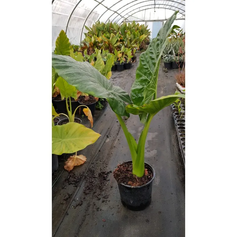 Alocasia macrorrhiza / Oreille d'Elephant conteneur de 2 à 2.9 litres