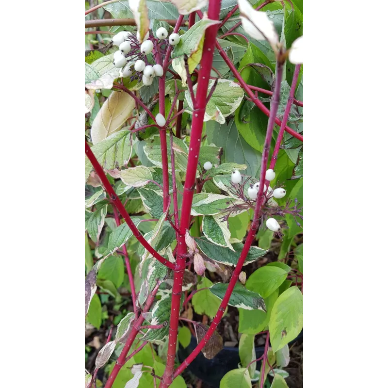 Cornus alba 'Elegantissima' / Cornouiller blanc panaché / Conteneur de 3 à 4 litres