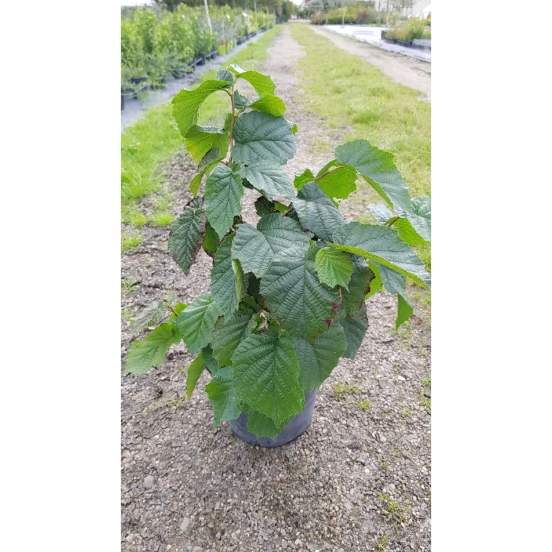 Corylus avellana / Noisetier commun ou coudrier / Conteneur de 3 à 4 litres