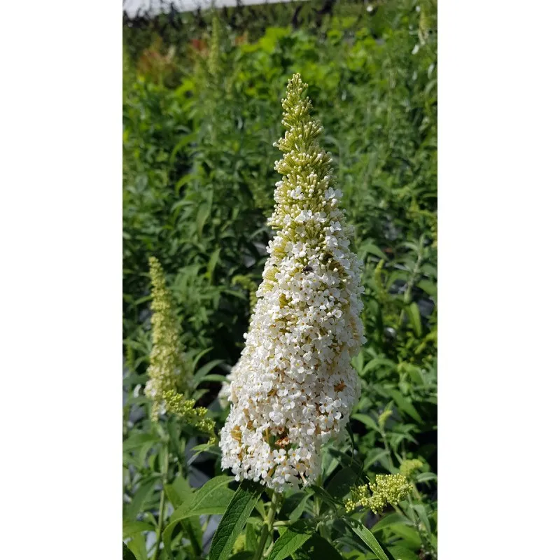 Buddleia davidii 'White profusion' / Arbre aux papillons à fleurs blanches / Conteneur de 3 à 4 litres