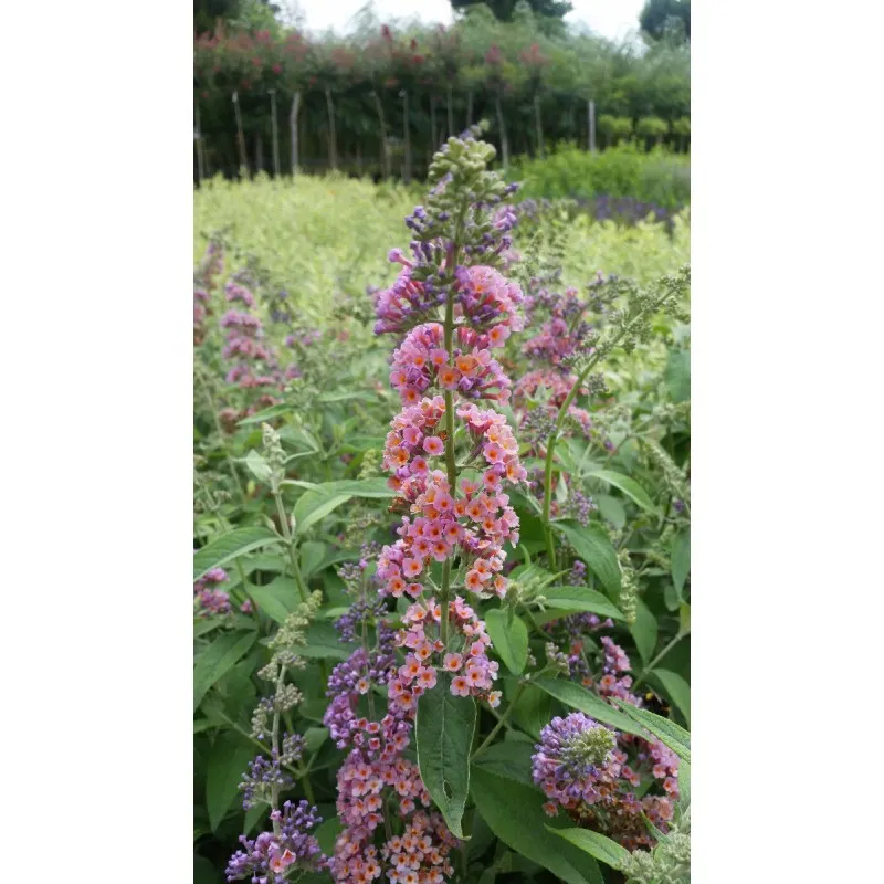 Buddleia davidii 'Bicolore' / Arbre aux papillons / Conteneur de 3 à 4 litres