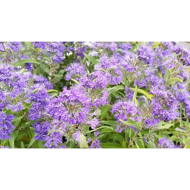 Caryopteris x clandonensis 'Heavenly Blue' / Spirée bleu / Conteneur de 3 à 4 litres