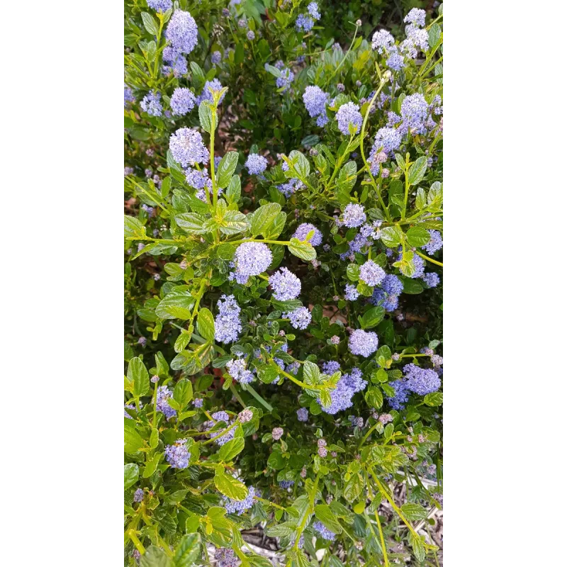 Ceanothus thrysiflorus 'Skylark' / Lilas de Californie Bleu / Conteneur de 3 à 4 litres