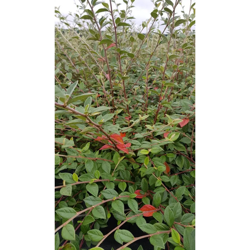 Cotoneaster franchetii / Cotonéaster de Franchet / Conteneur de 3 à 4 litres