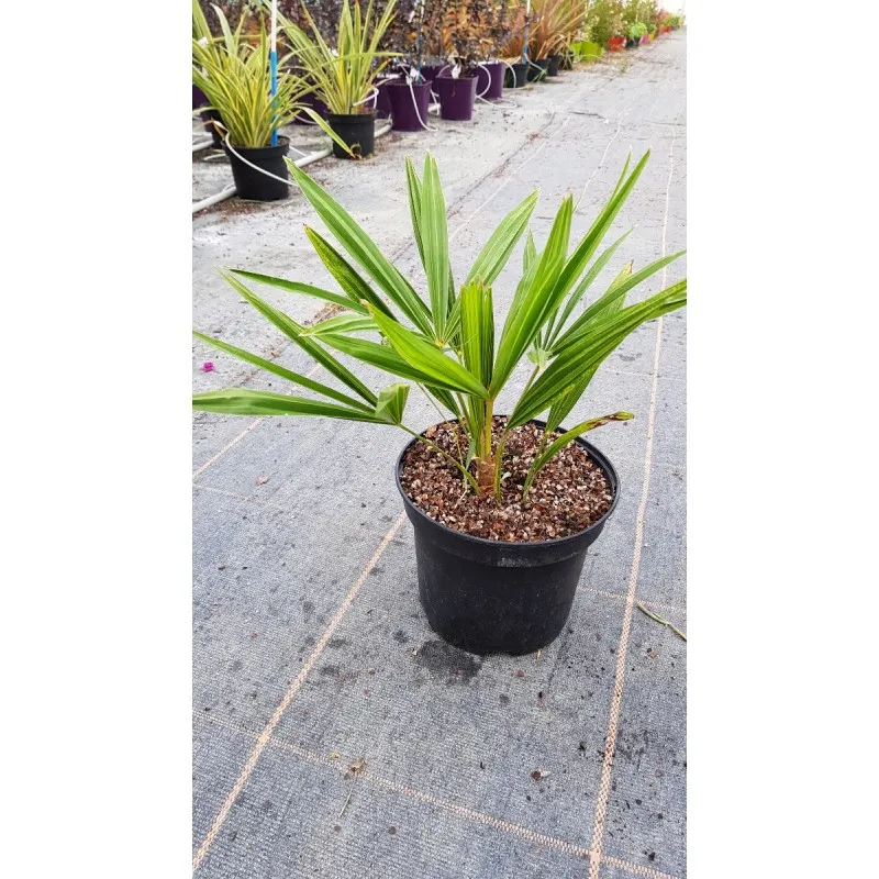 Trachycarpus fortunei / Palmier de Chine / Conteneur de 3 à 4 litres