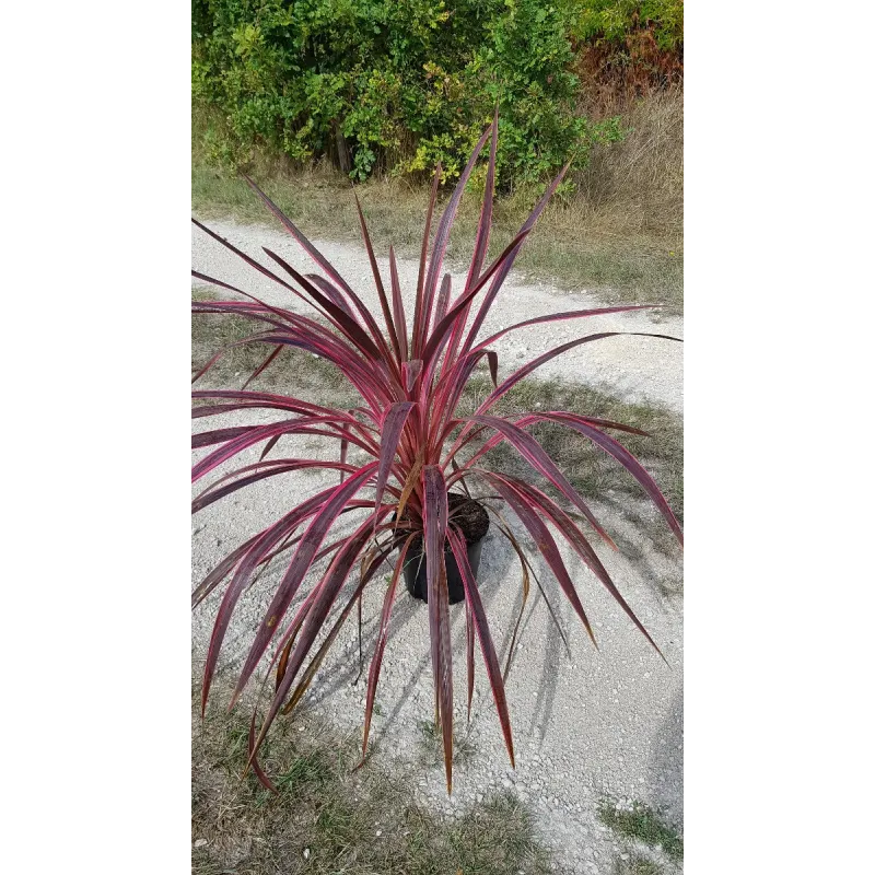 Cordyline australis 'Charly boy' / Cordyline australe 'Charly boy' / Conteneur de 3 à 4 litres