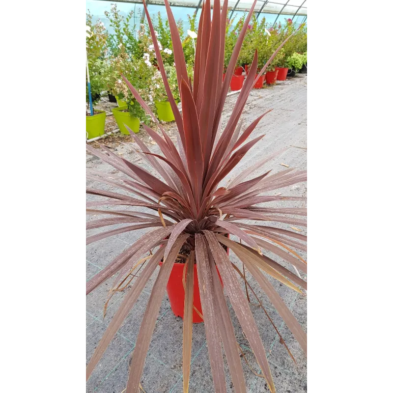 Cordyline australis ' Red Star' / Cordyline australe pourpre / Conteneur de 5 à 6 litres