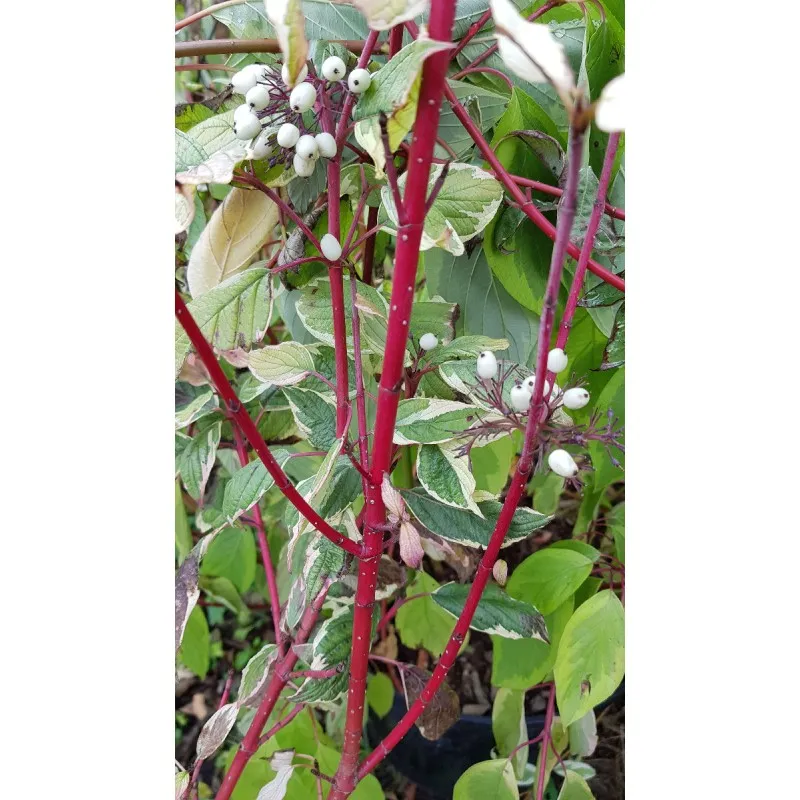 Cornus alba 'Elegantissima' / Cornouiller blanc panaché / Conteneur de 7 à 10 litres