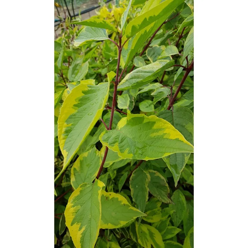 Cornus alba 'Gouchaultii' / Cornouiller blanc panaché / Conteneur de 7 à 10 litres