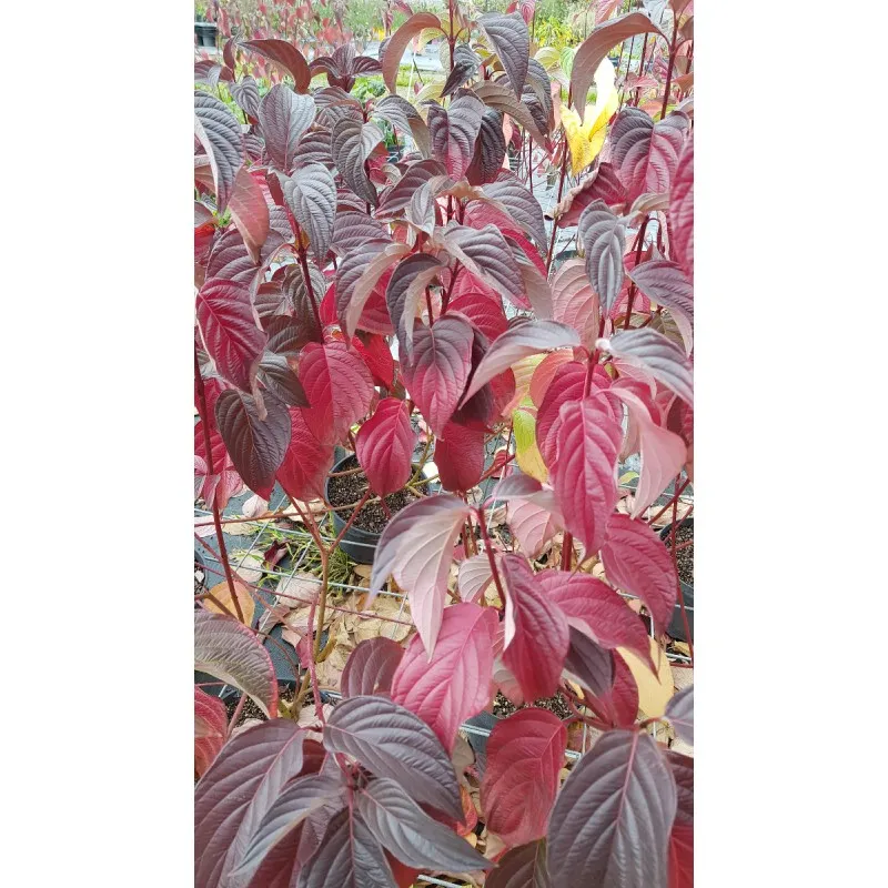 Cornus alba 'Sibirica' / Cornouiller blanc de Sibérie à bois rouge / Conteneur de 7 à 10 litres