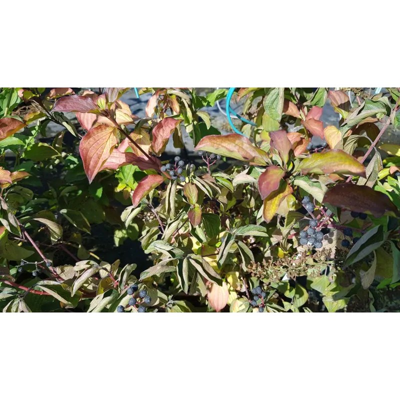 Cornus sanguinea / Cornouiller sanguin / Conteneur de 7 à 10 litres