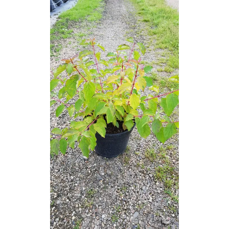 Cornus sanguinea 'Anny's Winter Orange' / Cornouiller sanguin à bois orange fluo / Conteneur de 3 à 4 litres