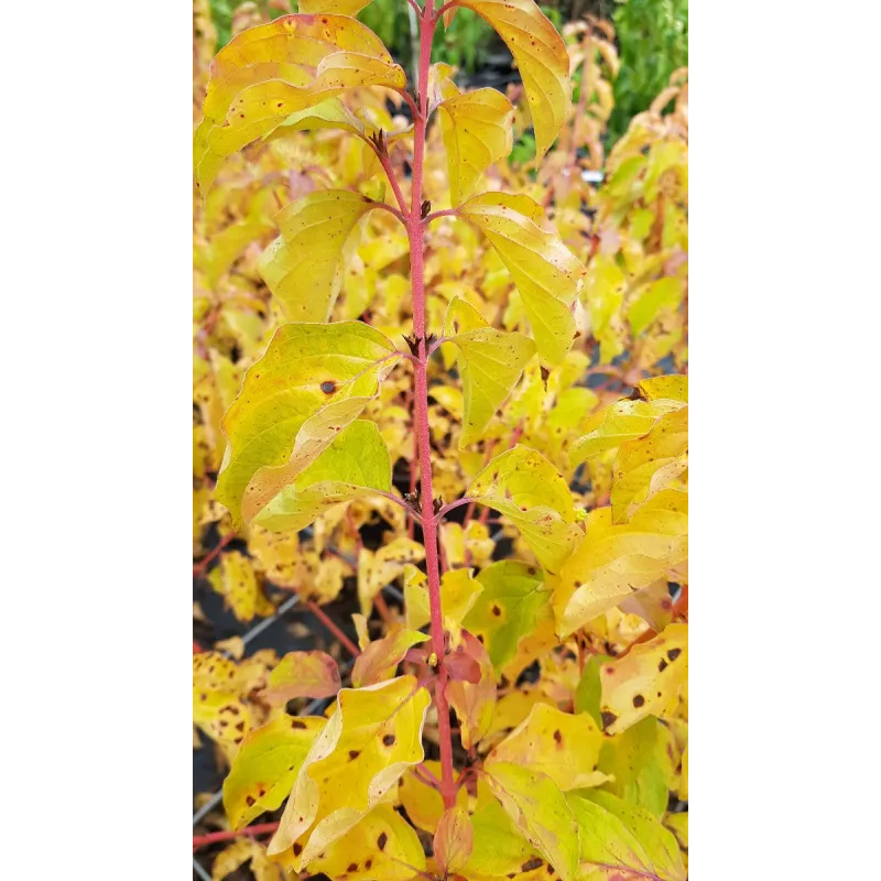 Cornus sanguinea 'Midwinter Fire' / Cornouiller sanguin à bois orange / Conteneur de 3 à 4 litres