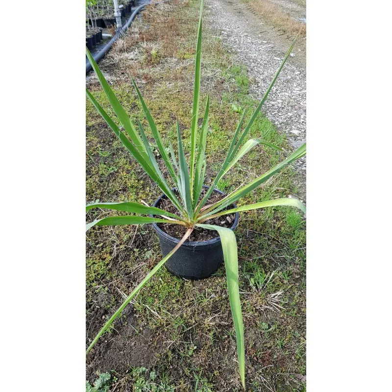 Yucca filamentosa / Yucca filamenteux / Conteneur de 3 à 4 litres