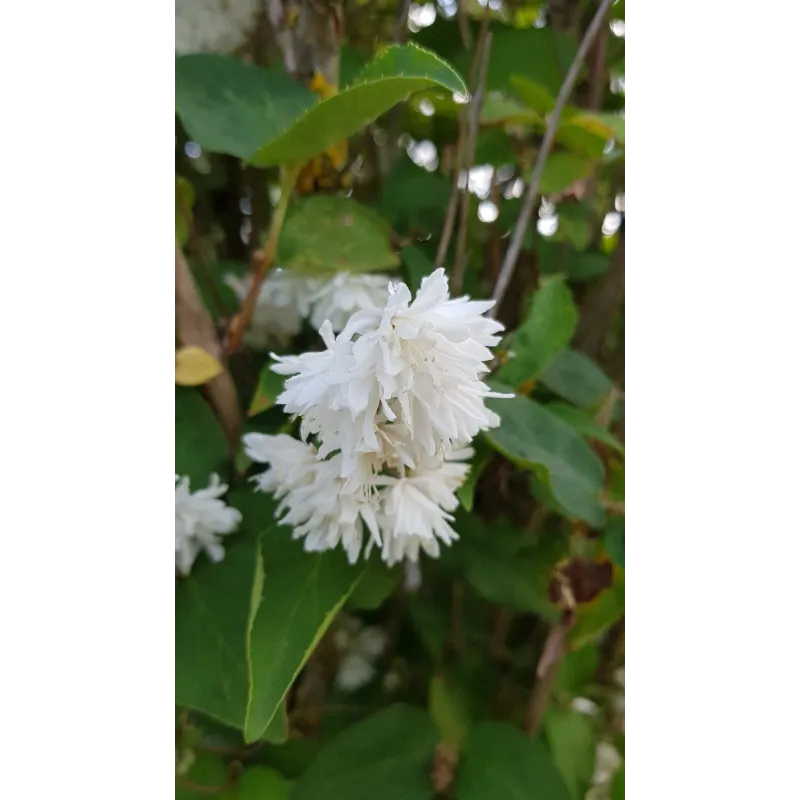 Deutzia x magnifica / Deutzie à fleurs blanches / Conteneur de 3 à 4 litres