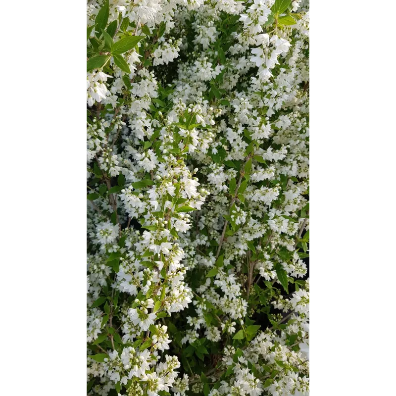 Deutzia gracilis / Deutzie compacte à fleurs blanches / Conteneur de 3 à 4 litres