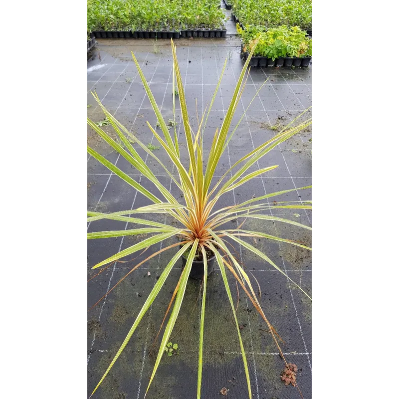 Cordyline australis 'Torbay Dazzler' / Cordyline australe 'Torbay Dazzler' / Conteneur de 1 à 1.9 litres