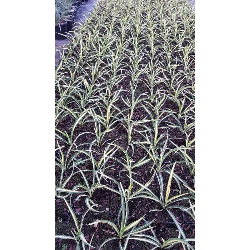 Yucca filamentosa 'Color Guard' / Yucca filamenteux Panaché / Conteneur de 1 à 1.9 litres