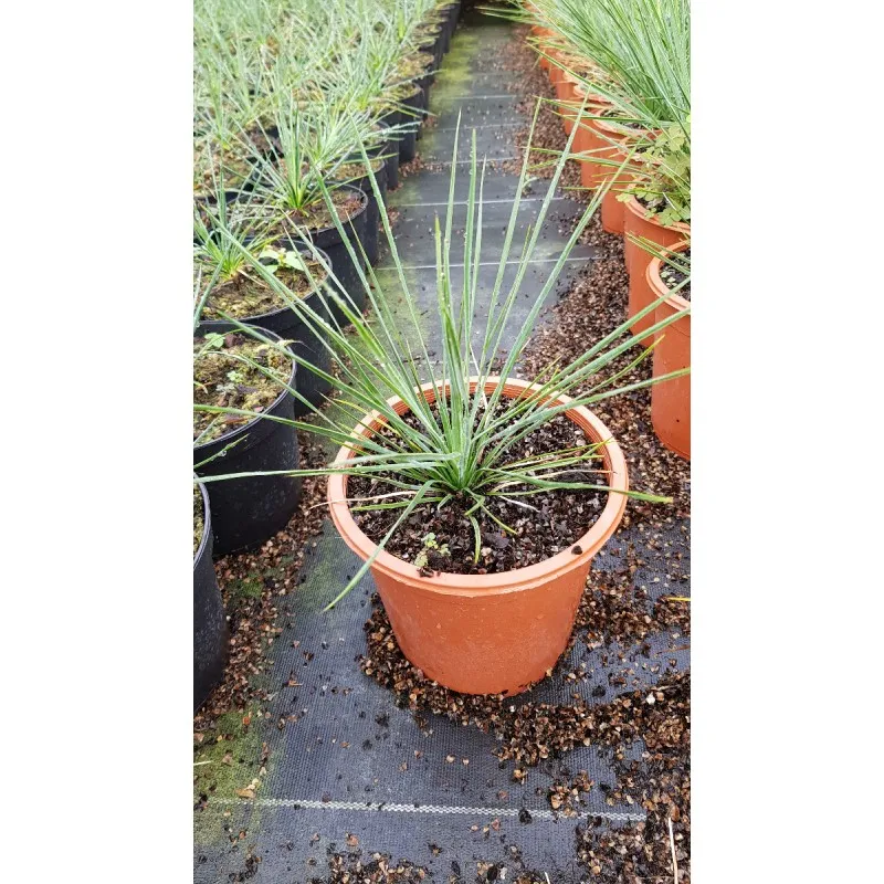 Yucca linearifolia / Conteneur de 2 à 2.9 litres