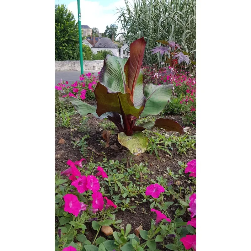 Musa maurelii / Ensete ventricosum - Bananier d'Abyssinie rouge / Conteneur de 2 à 2.9 litres / Sans feuilles en Hiver / Plante 