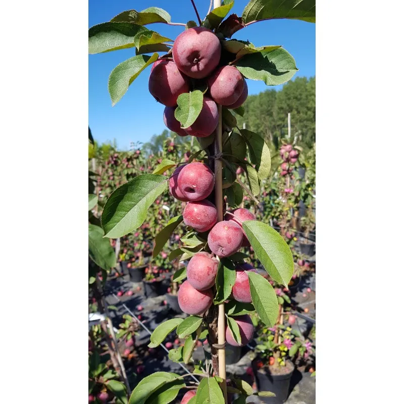 Malus domestica Ballerina® 'Maypole' / Pommier colonnaire Ballerina® 'Maypole' / Conteneur de 7 à 10 litres / Baliveau