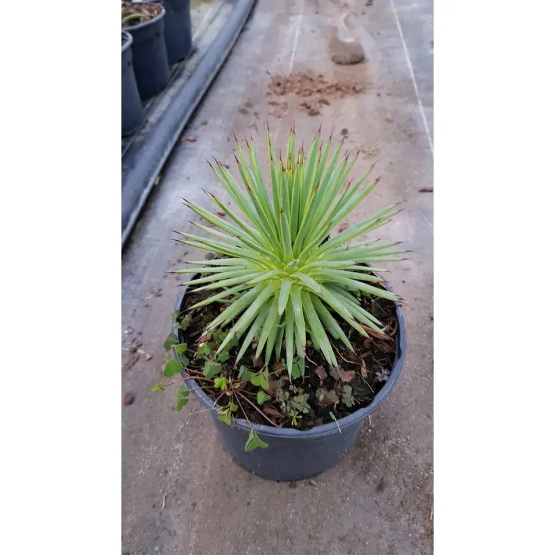 Agave stricta / Conteneur de 2 à 2.9 litres