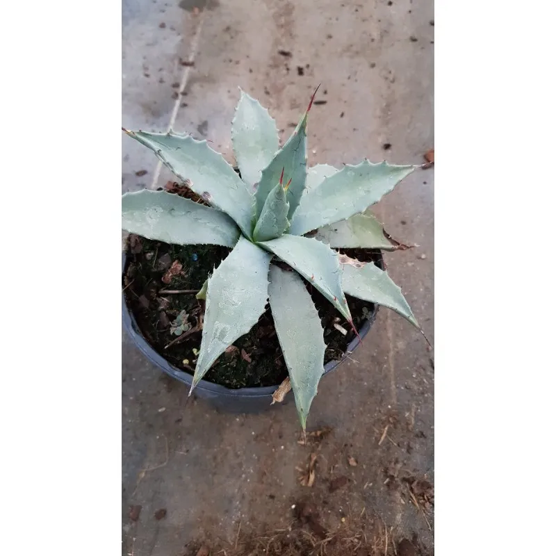 Agave parryi subsp. parryi 'Giant' / Agave de Parry / Conteneur de 2 à 2.9 litres