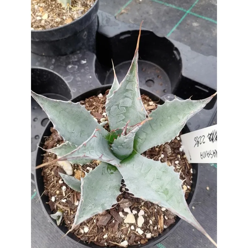 Agave parrasana / Conteneur de 2 à 2.9 litres