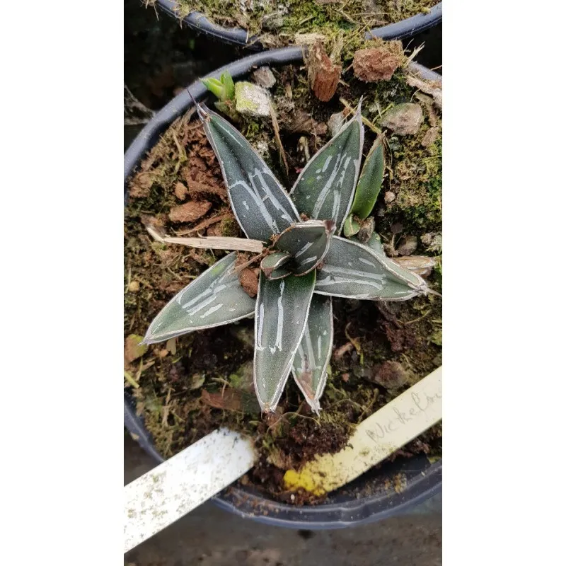 Agave nickelsiae / Conteneur de 2 à 2.9 litres