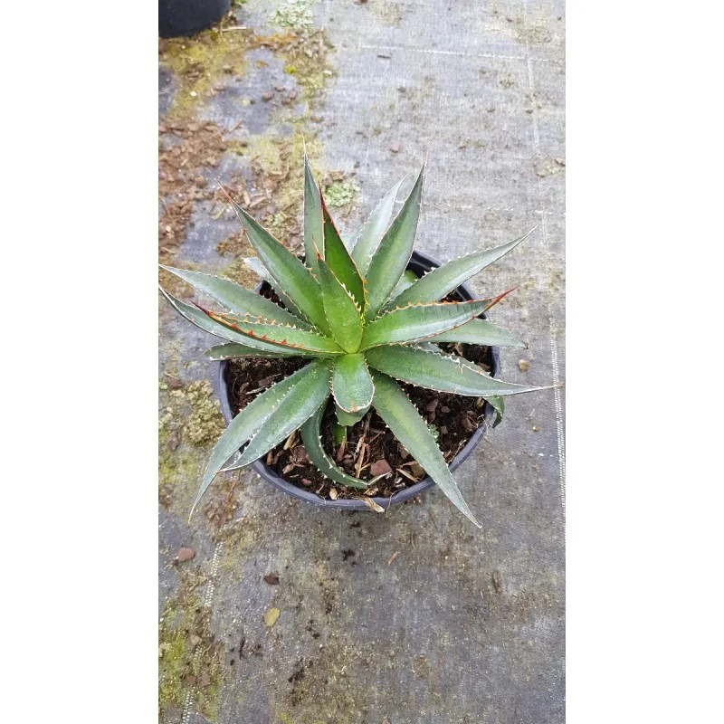 Agave garciae-mendozae / Conteneur de 2 à 2.9 litres