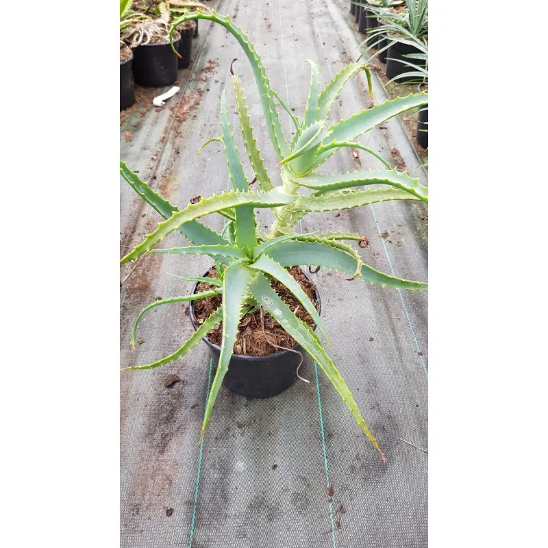 Aloe arborescens / Aloès arborescente / Conteneur de 2 à 2.9 litres