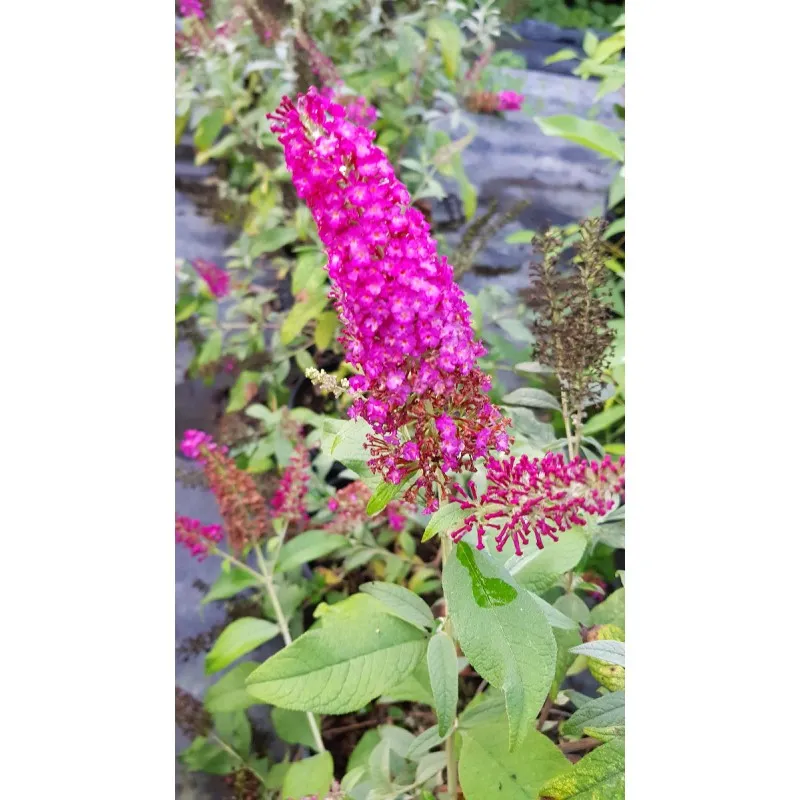 Buddleia davidii BUTTERFLY™RED / Arbre aux papillons rouge / Conteneur de 3 à 4 litres