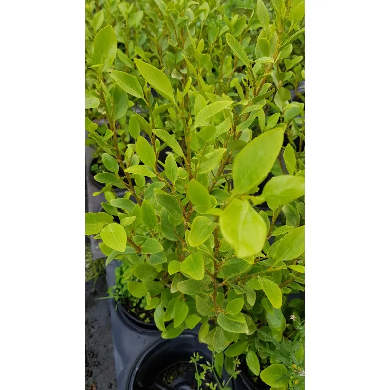 Griselinia littoralis / Griseline / Conteneur de 3 à 4 litres